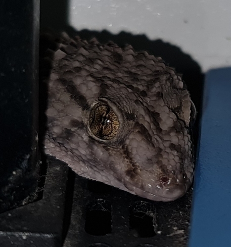 Fischer's Thick-toed Gecko