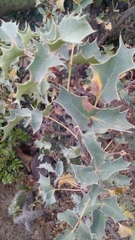 Berberis trifolia