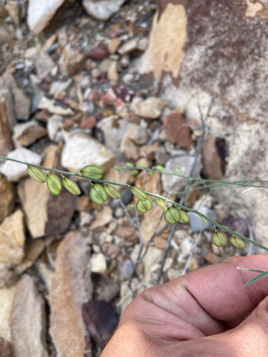 Blue Milkwort