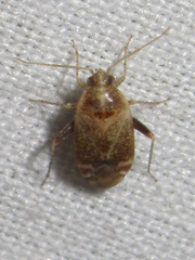 Hamatophylus guttulosus