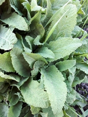 Salvia pratensis