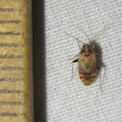 Hamatophylus guttulosus