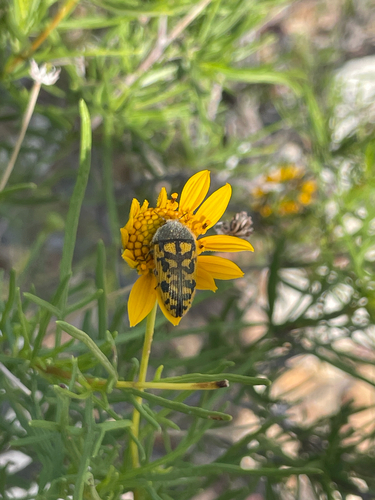 Acmaeodera auritincta