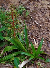 Guzmania scherzeriana