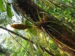 Tillandsia lampropoda