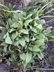 Salvia pratensis