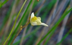 Utricularia