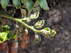 Asplenium ruta-muraria