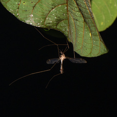 Epiphragma solatrix