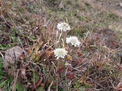Scabiosa bipinnata