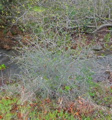 Cercocarpus betuloides betuloides