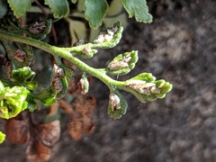 Asplenium ruta-muraria