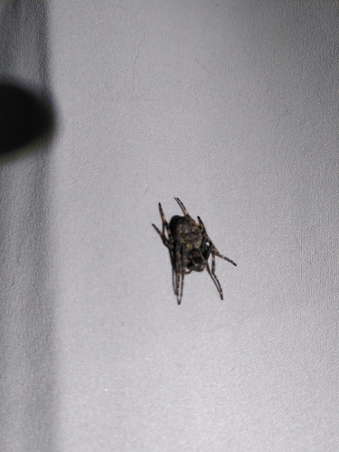 Walnut Orbweaver