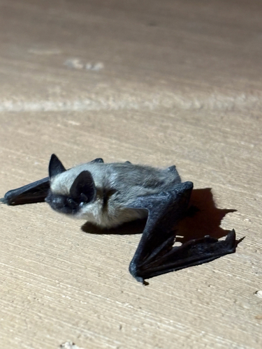 Canyon Bat