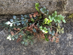Asplenium ruta-muraria