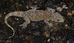 Hemidactylus vanam