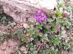 Thymus nummularius