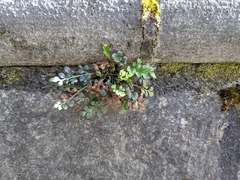 Asplenium ruta-muraria