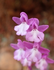 Orchis quadripunctata