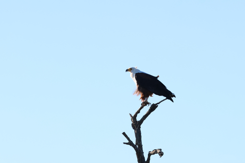 iNaturalist: (c) Katie Cavanagh, some rights reserved (CC BY-NC), uploaded by Katie Cavanagh iNaturalist image