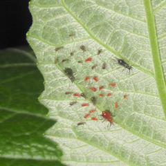 Uroleucon verbesinae