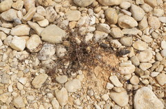 Andrachne telephioides