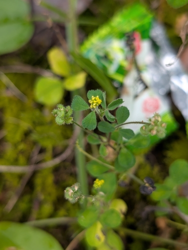 Black Medick