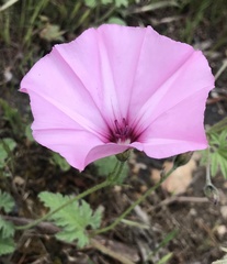 Convolvulus althaeoides althaeoides
