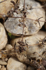 Andrachne telephioides