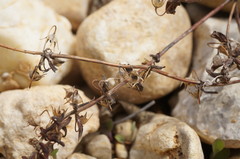 Andrachne telephioides