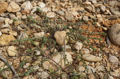 Andrachne telephioides