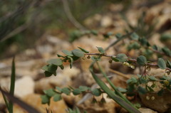 Andrachne telephioides