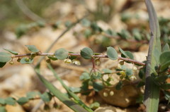 Andrachne telephioides