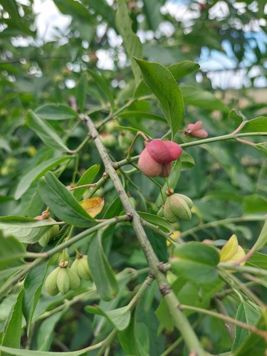 Spindle