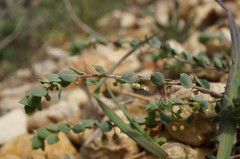 Andrachne telephioides