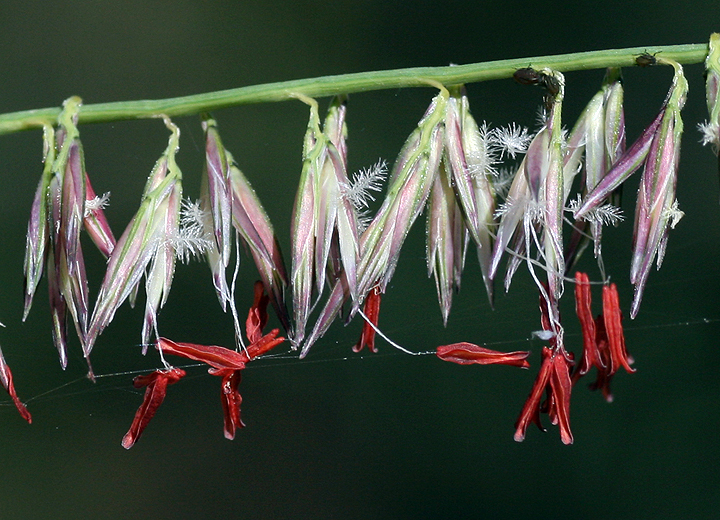 Bouteloua reflexa