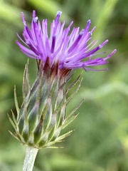 Carduus argentatus