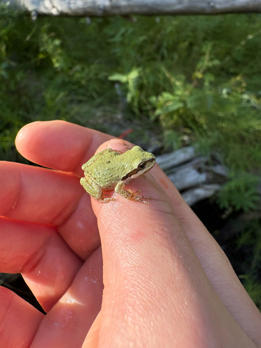 iNaturalist observation photo of Pacific chorus frog