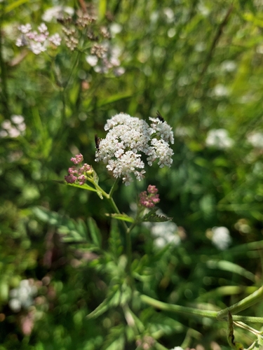upright hedge-parsley
