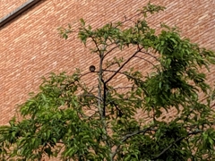 Passeriformes