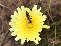 Eupompha elegans