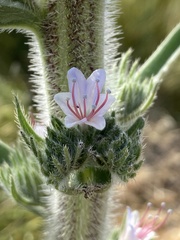 Echium glomeratum