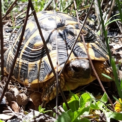 Testudo hermanni hermanni