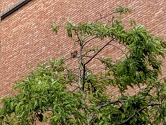 Passeriformes