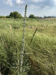 Echium glomeratum