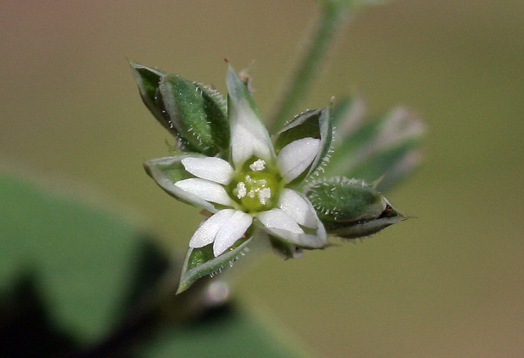 Drymaria glandulosa var. glandulosa