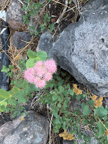 iNaturalist observation photo of Mountain Spirea