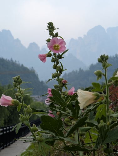 Hollyhock