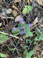 Glechoma hederacea