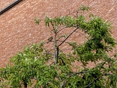 Passeriformes